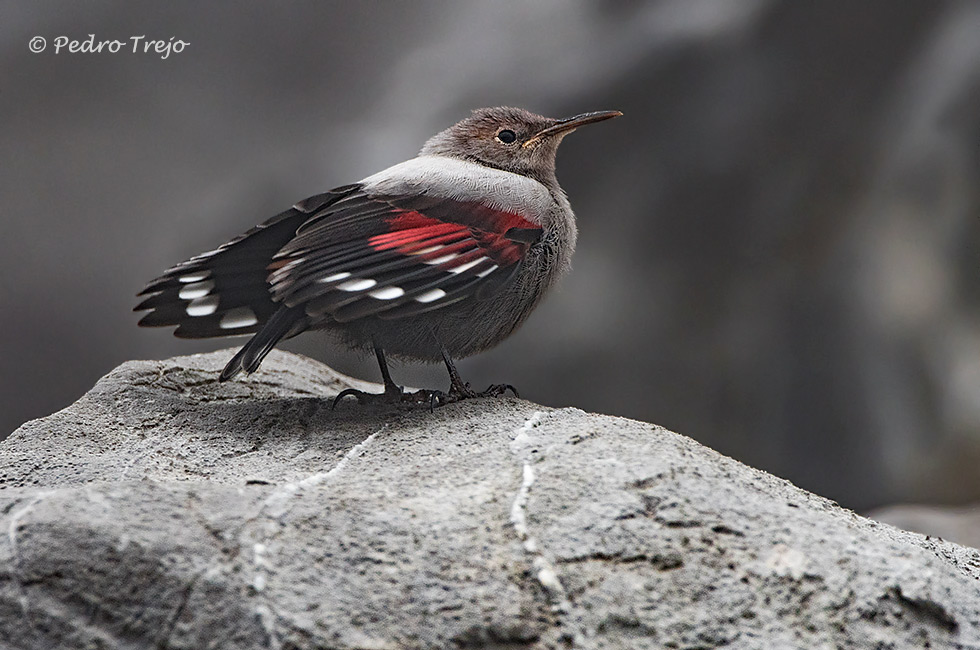 Treparrisco (Tichodroma muraria)